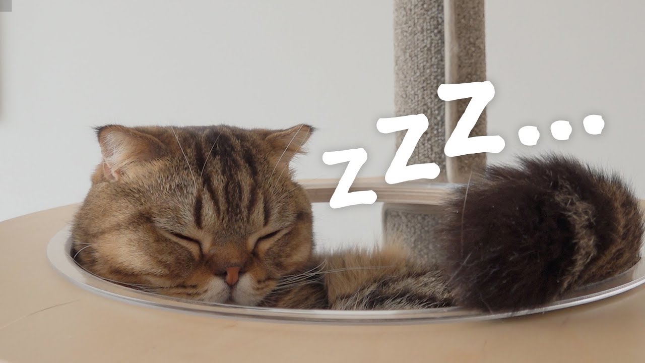 Есть тайком угощение когда ЛуЛу спит. (RUS SUB)