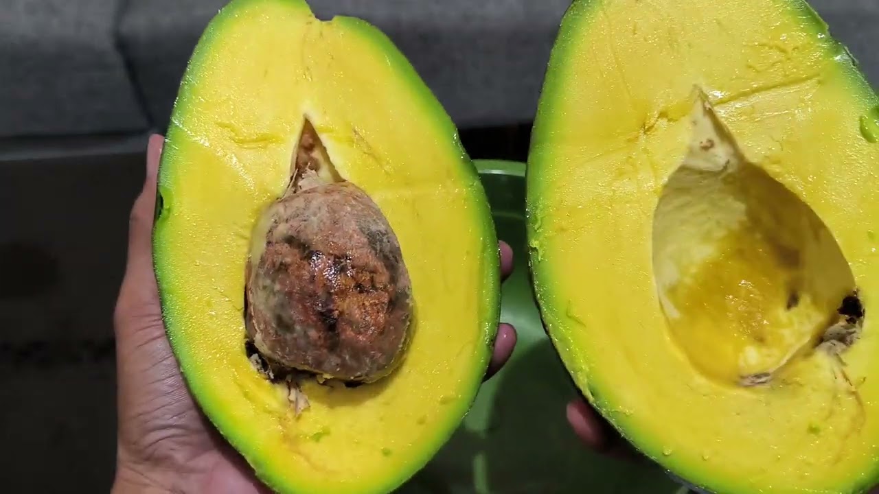Alpukat kendil bentuk oval & gurih berlemak #alpukatmarkus #alpukatsuper #alpukattanpabiji