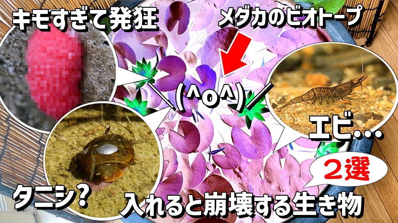 【メダカの屋外ビオトープ】全てを崩壊させる絶対に導入してはいけないヤバすぎる身近な生き物2選！