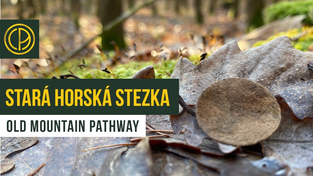 Stará horská stezka vydala stříbrné tajemství s detektorem kovů
