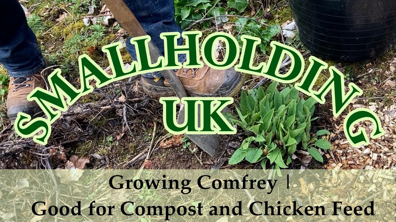 Growing Comfrey | Good for Compost and Chicken Feed