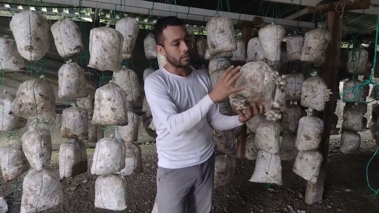 Ciclo de vida del cultivo de hongos