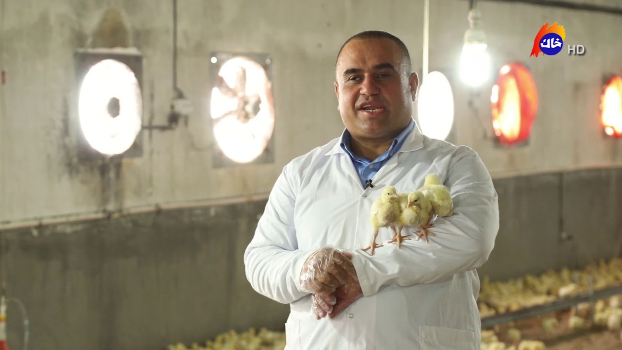 کورت ڤێت-جوجەڵە