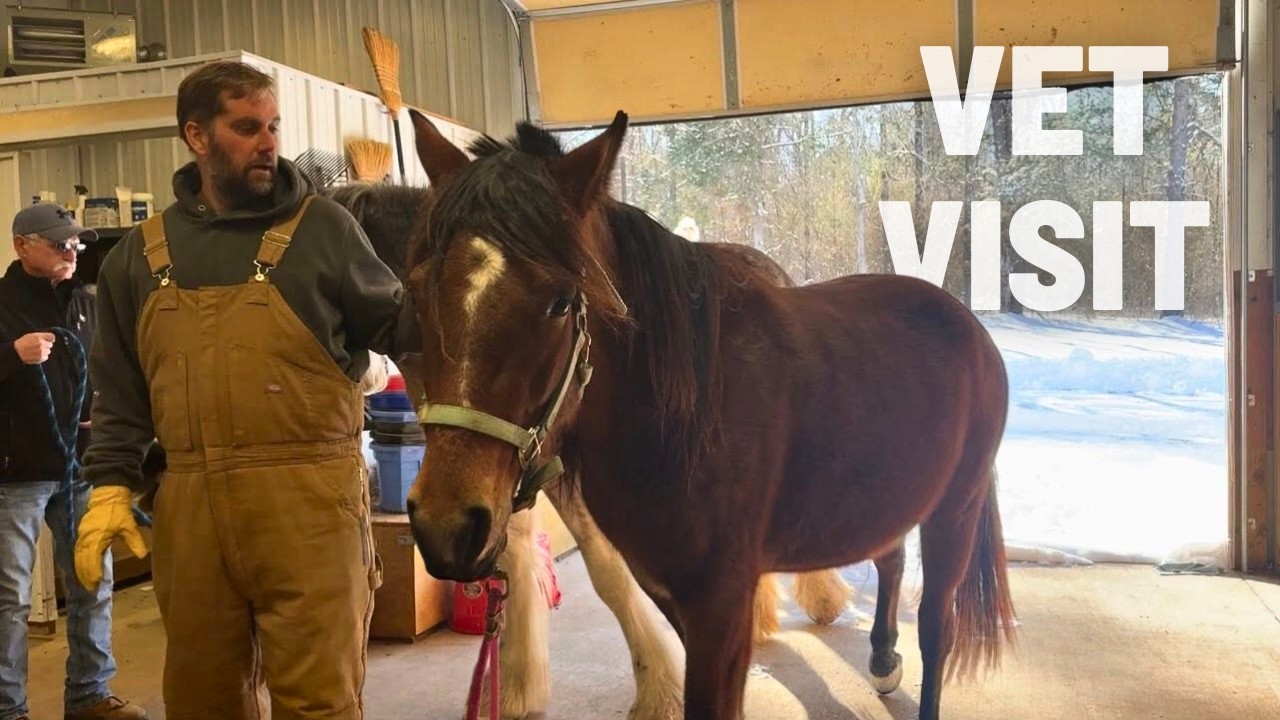 Something Seems Off...Is Burrnadette Still In Foal??? | Vet Visit