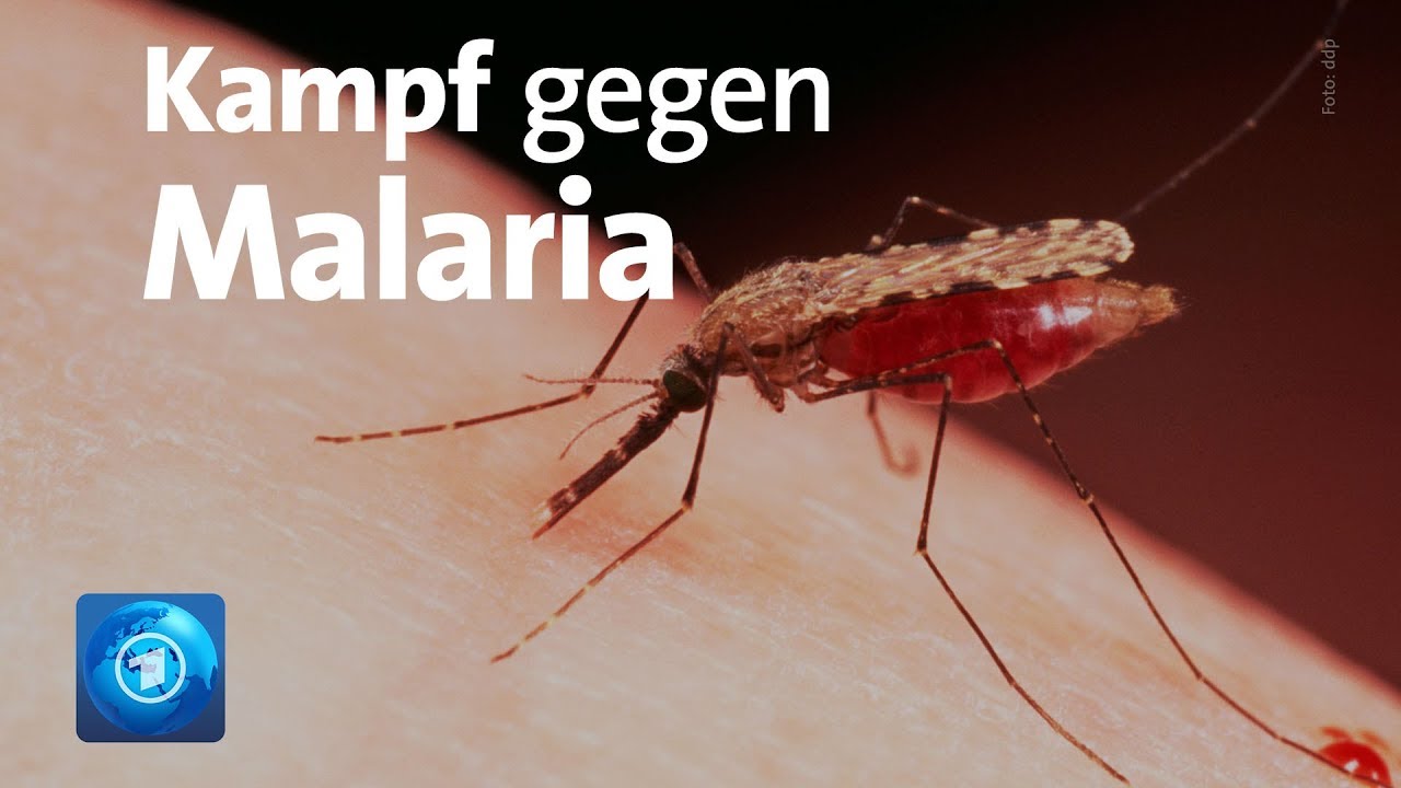 Malaria: Neuer Impfstoff im Kampf gegen die tödliche Krankheit