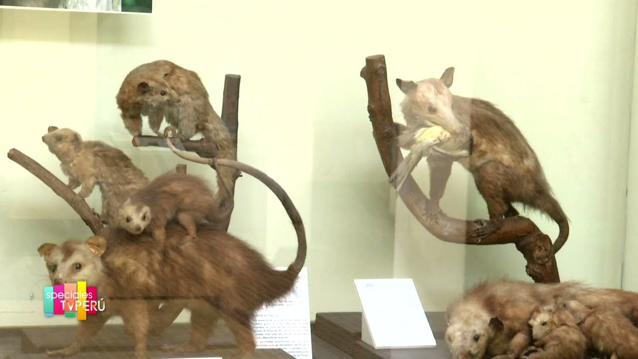 Tesoros del Museo de Historia Natural: un recorrido m&aacute;s que asombroso | #EspecialesTVPer&uacute;