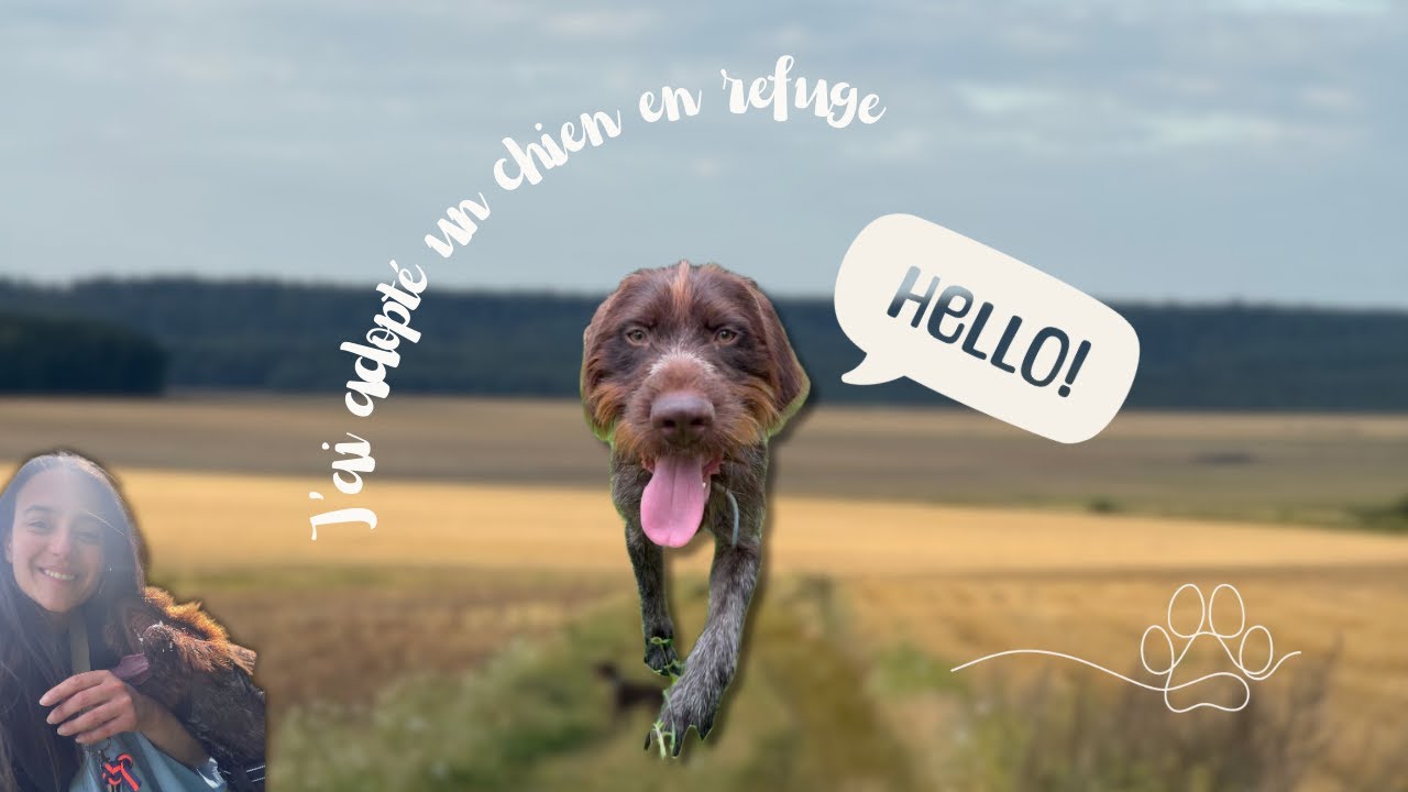 J’AI ADOPTÉ UN CHIEN à la SPA … et ce n’était pas si simple !