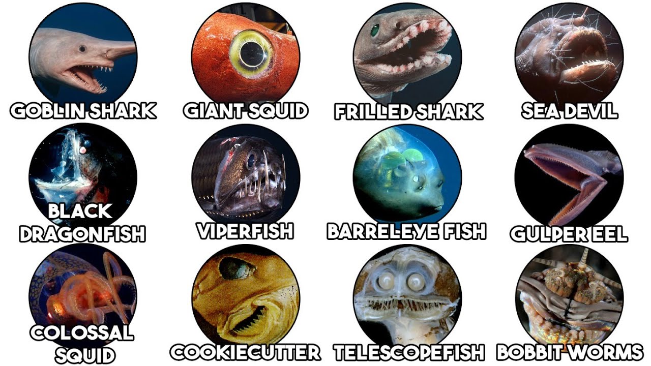 The Most Terrifying Deep Sea Creatures Explained