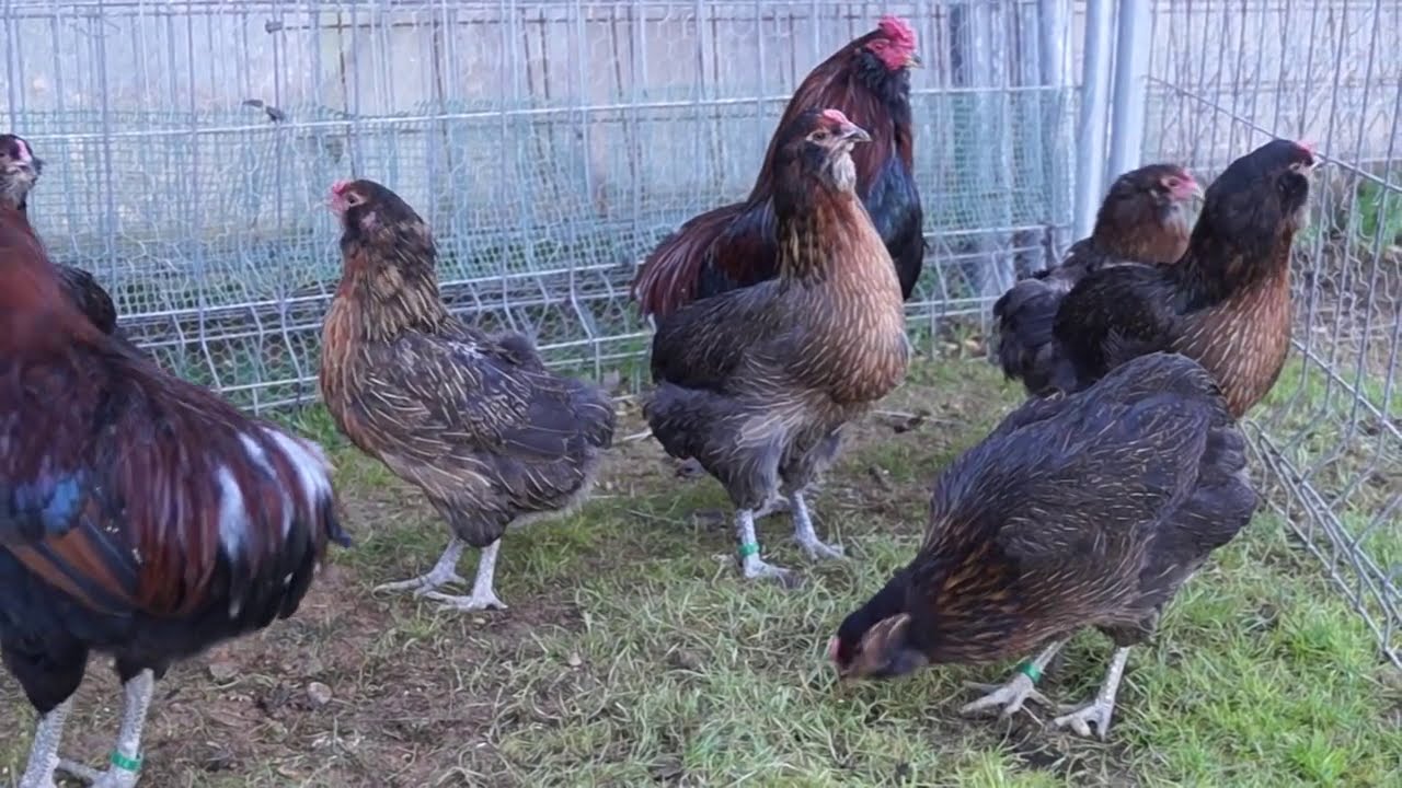 Patridge Araucana chickens - Jarebičasta Araukana koko&scaron;ke
