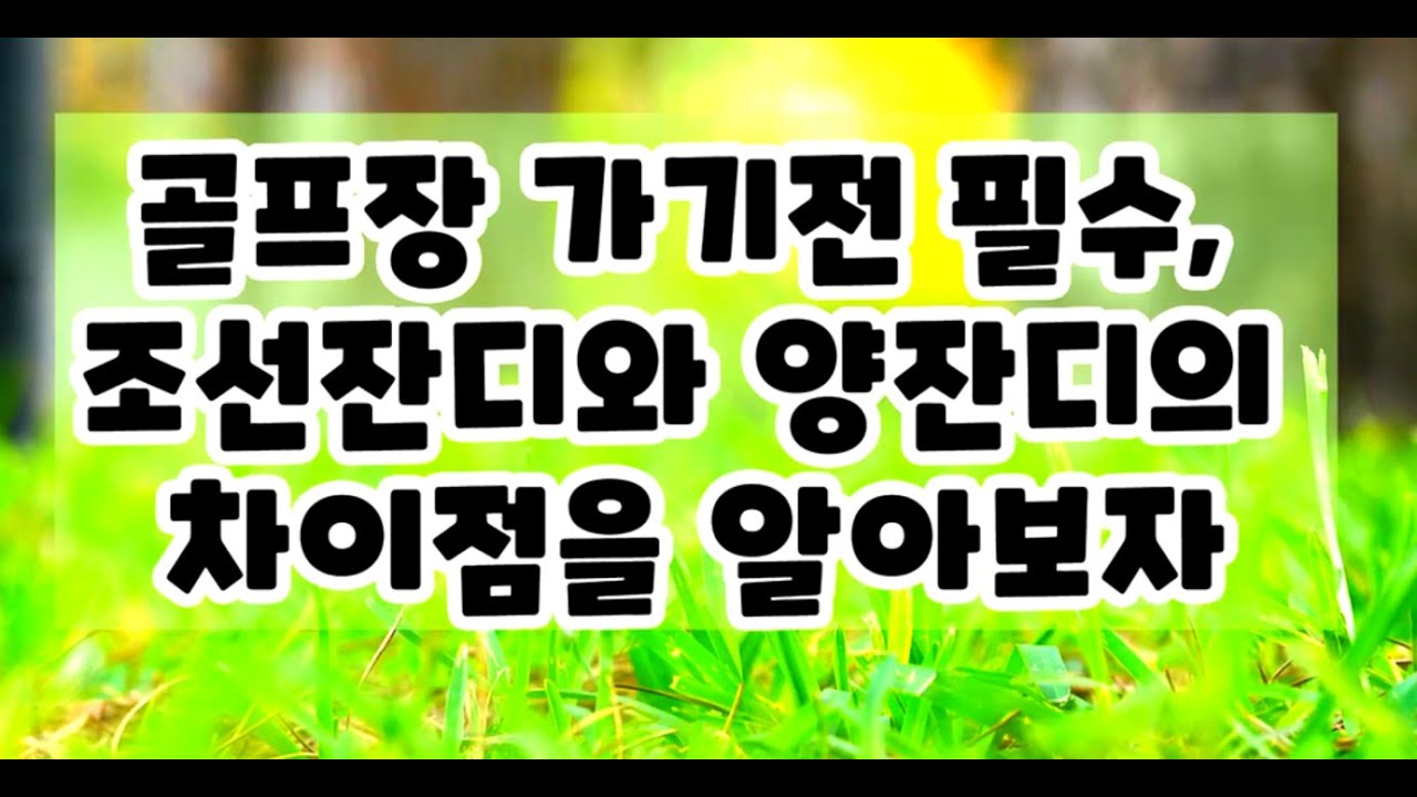 골프 조선잔디와 양잔디의 차이점#golf #golfswing #골프 #골프장 #골프스윙 #잔디