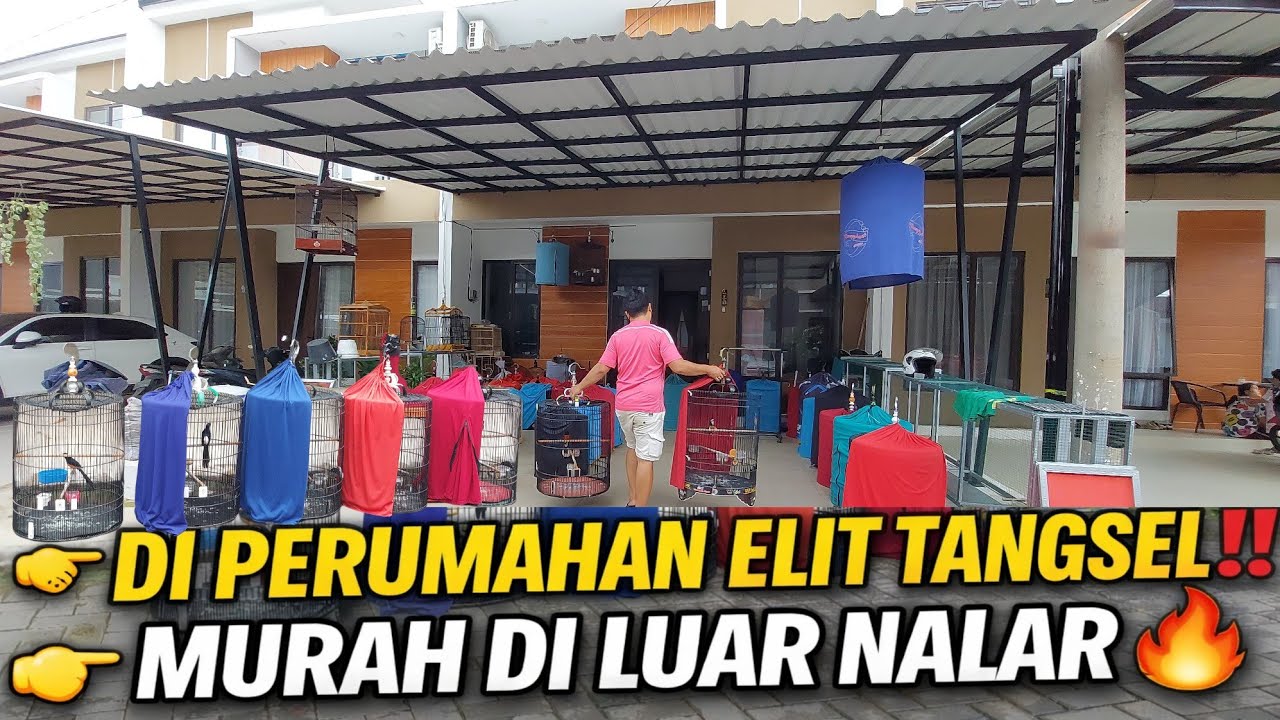 DI LUAR NALAR‼️DI PERUMAHAN ELITE TANGSEL ISINYA MURAI TROTOL TRAH JUARA & PROSPEK LOMBA HARGA MURAH
