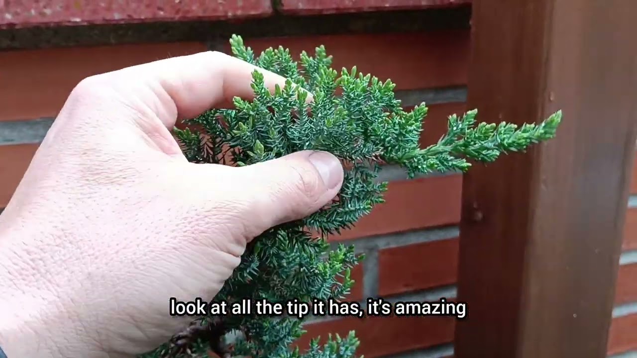 Juníperos BONSAI y trasplante 💯💥 Junipers BONSAI and transplant #transplants #bonsai #plantas