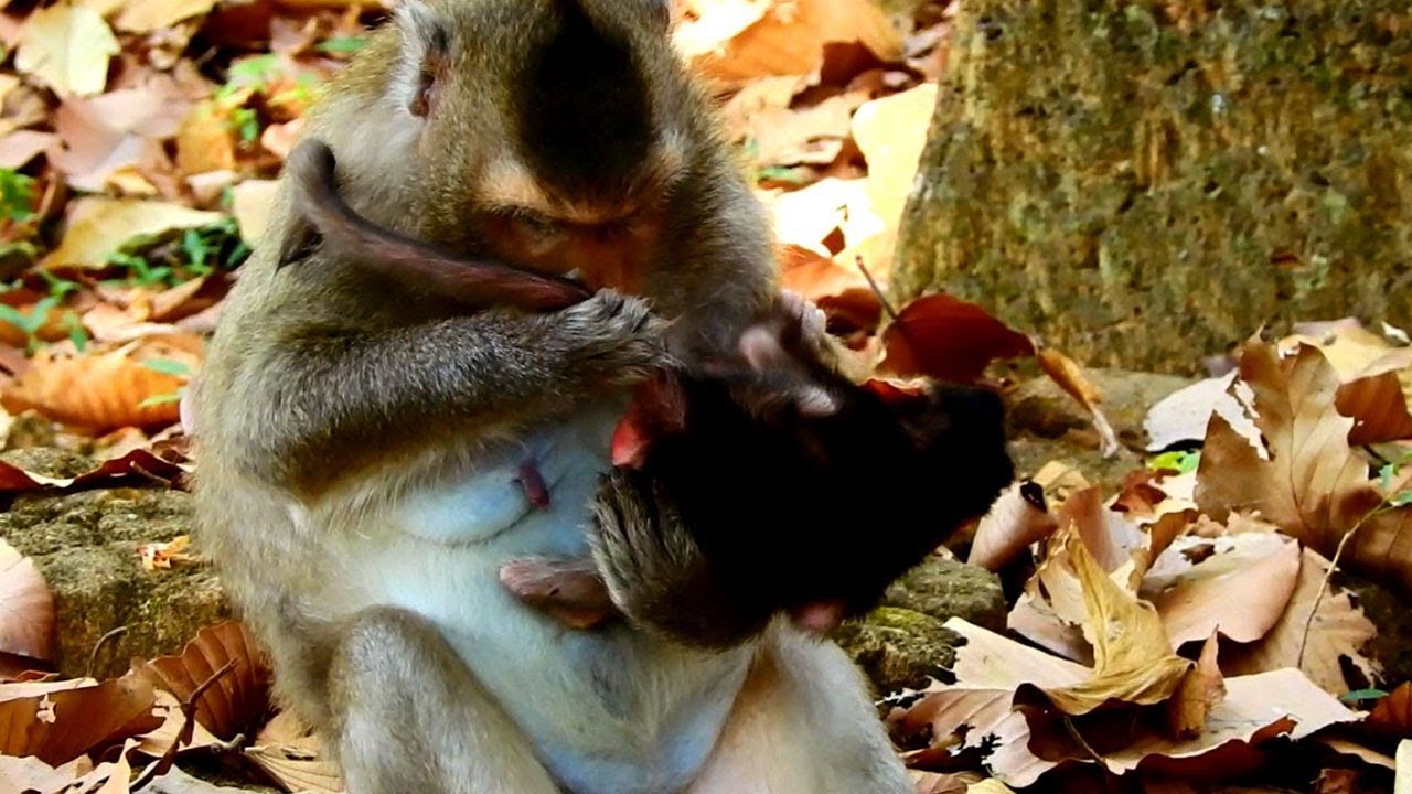 Unhappy To See Mom Monkey Bites Own Newborn baby Viola_Mom Care Baby Why She Biting On Baby