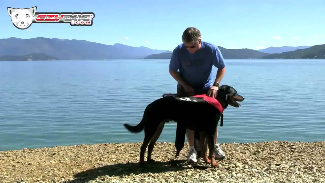EzyDog DFD - Dog Life Vest
