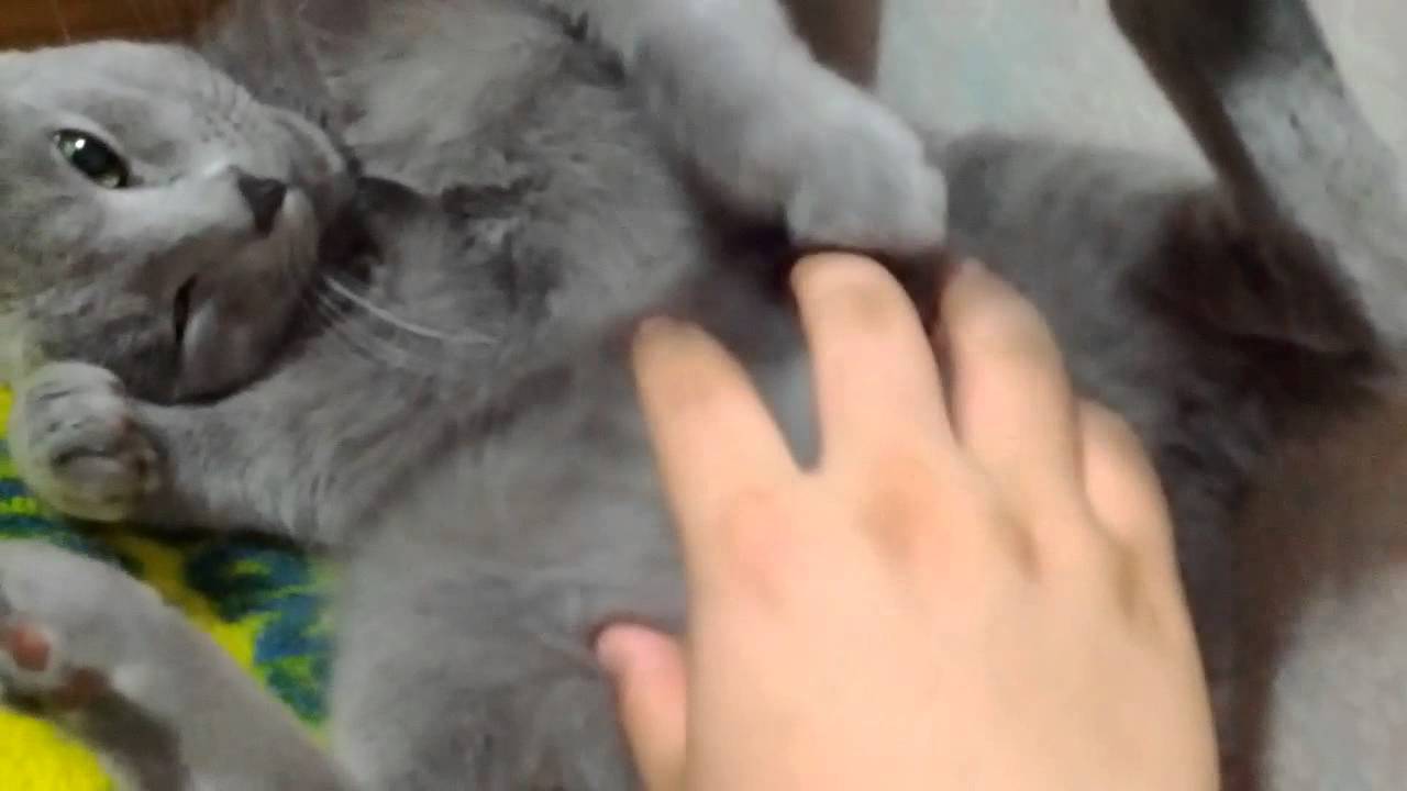 Cat Handling