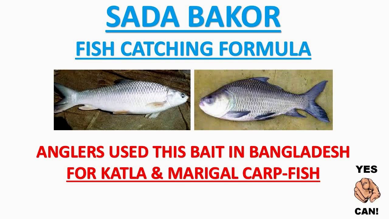 BANGLADESH FISH CATCHING BAIT FORMULA...