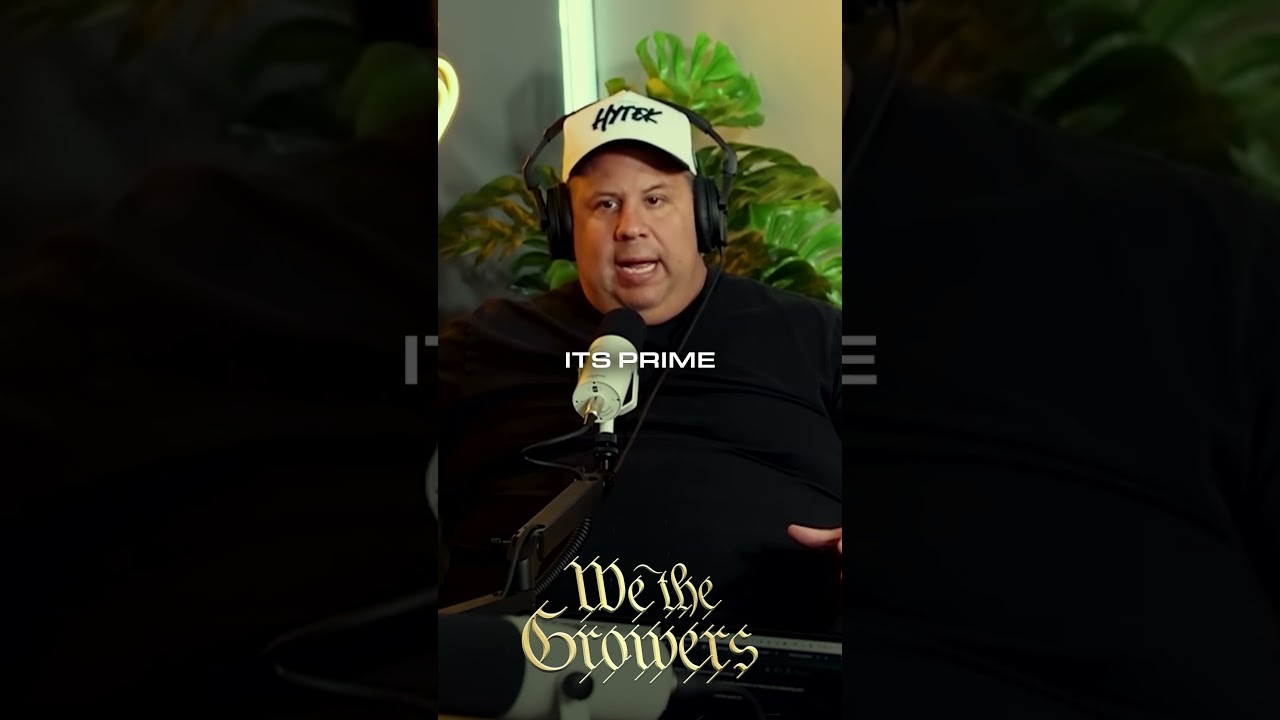 Что лучше курится: фиолетовая или зеленая трава?