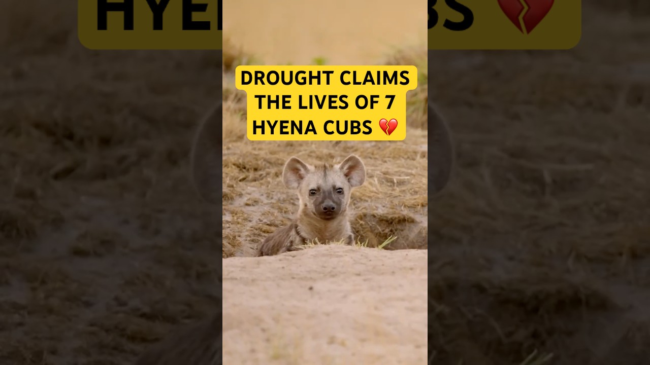 Dry season claims the lives of 7 hyena cubs 😥