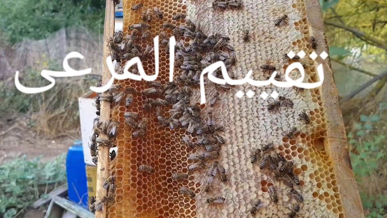 وضعيت النحل، قوة المرعى، حبوب اللقاح، والمخزون.🤔