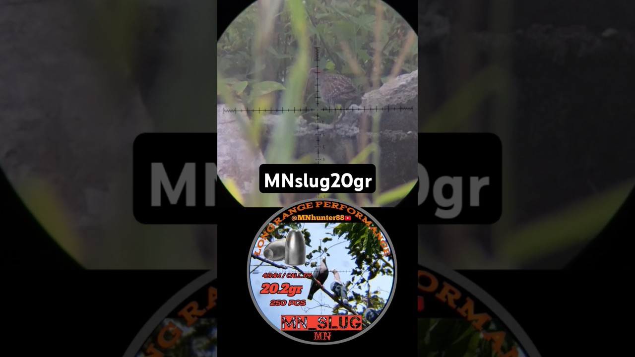 Hampir Lolos. Sintar #hunting #sintar #viralvideos #vidio #mnslug @MNhunter88