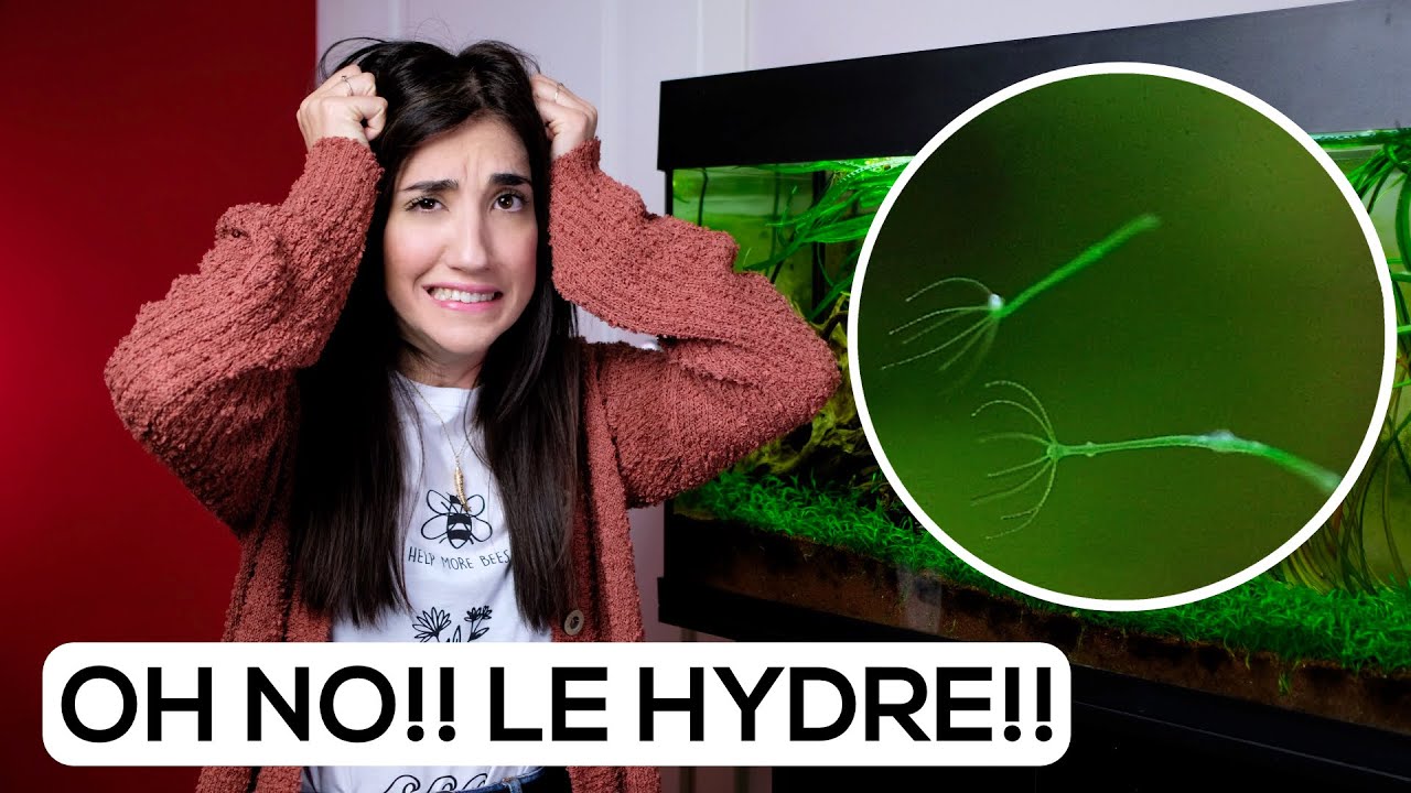 HYDRA in ACQUARIO -  Cosa sono e come eliminarle