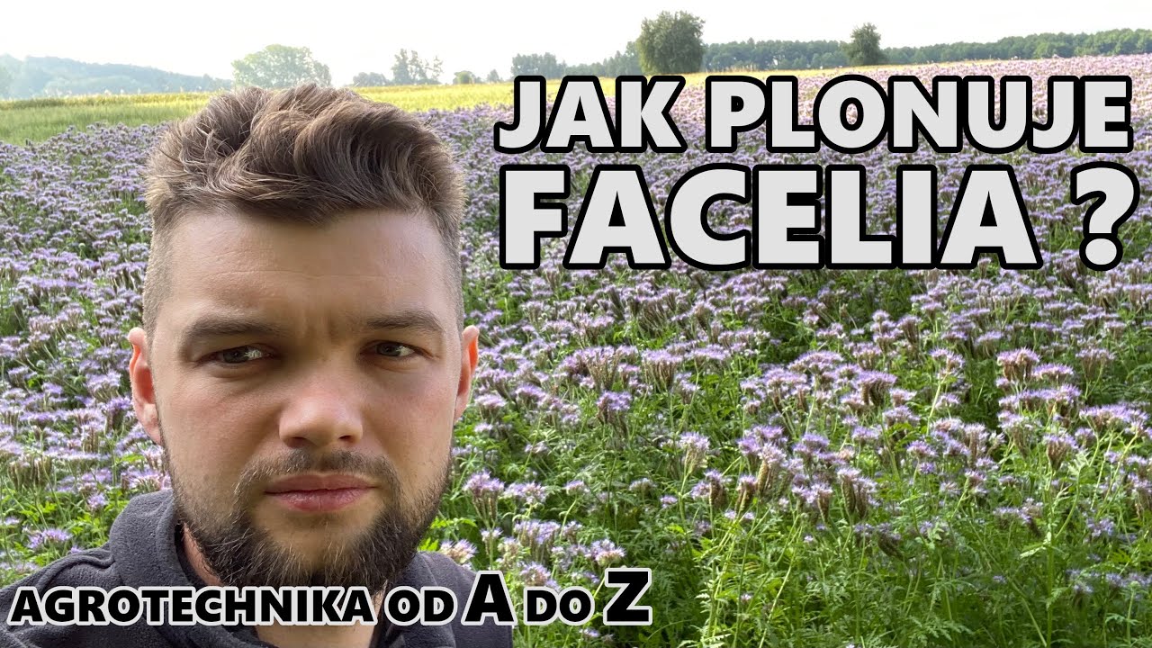 JAK NAPRAWDĘ PLONUJE FACELIA ?   AGROTECHNIKA od A do Z