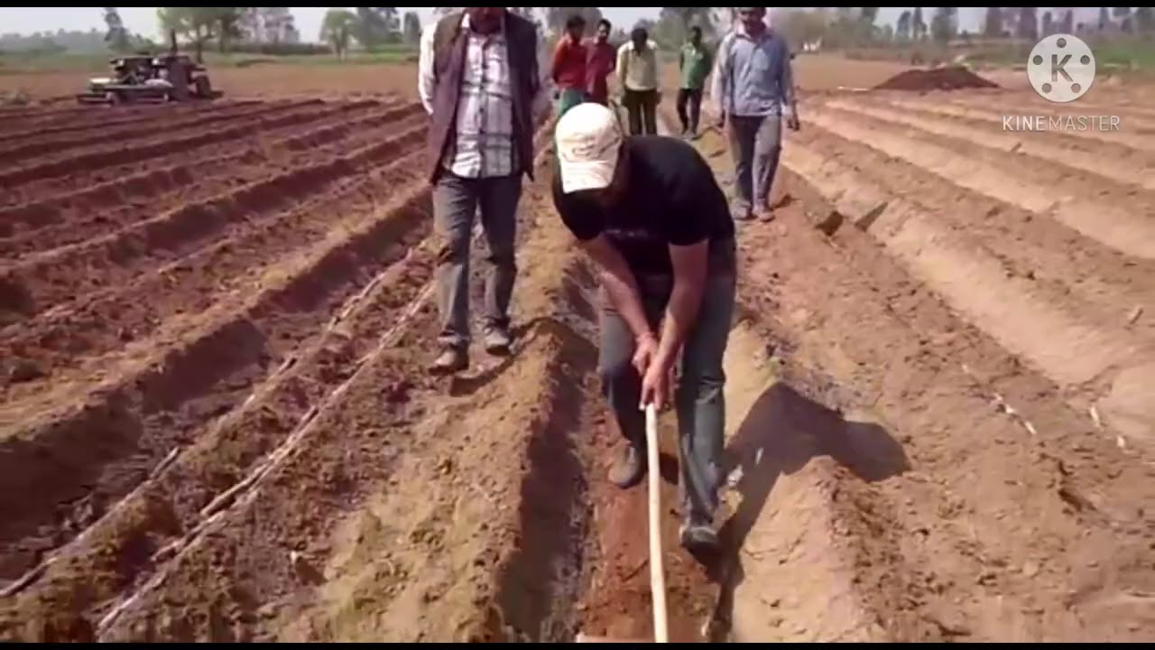 डबल रो ट्रेंच विधि से गन्ने की बुवाई अधिकतम उपज के लिए कैसे करें.Double row trench planting.