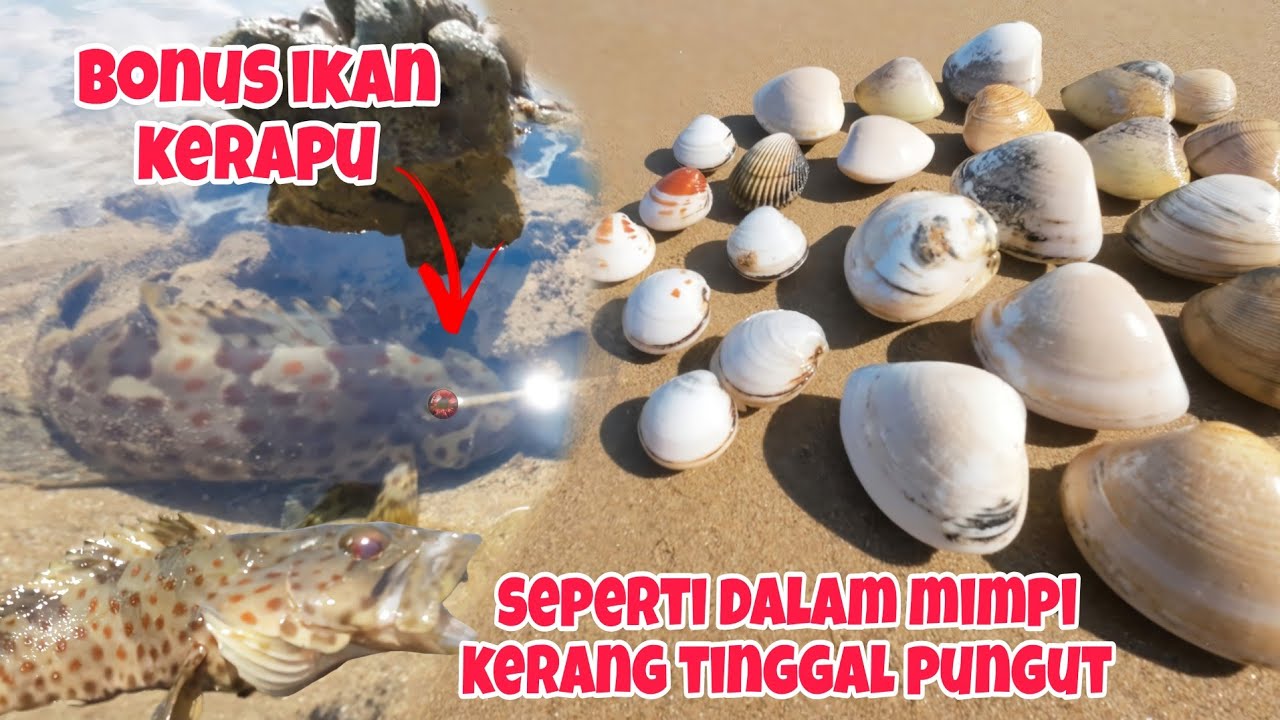 Tersapu Gelombang Tinggi‼️KERANG di pantai tinggal pungut