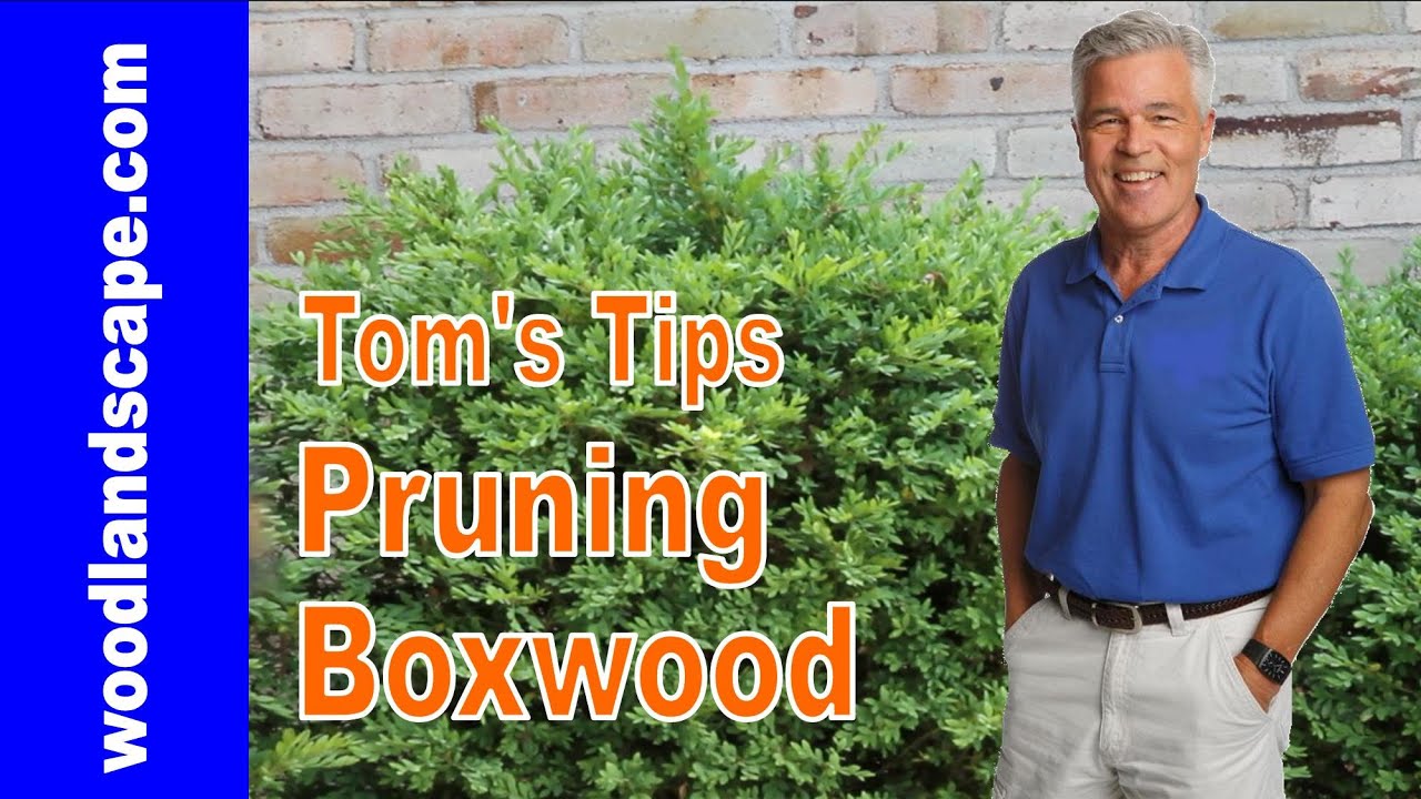 Pruning Boxwood: How to Prune Your Boxwood-Tom's Tip's