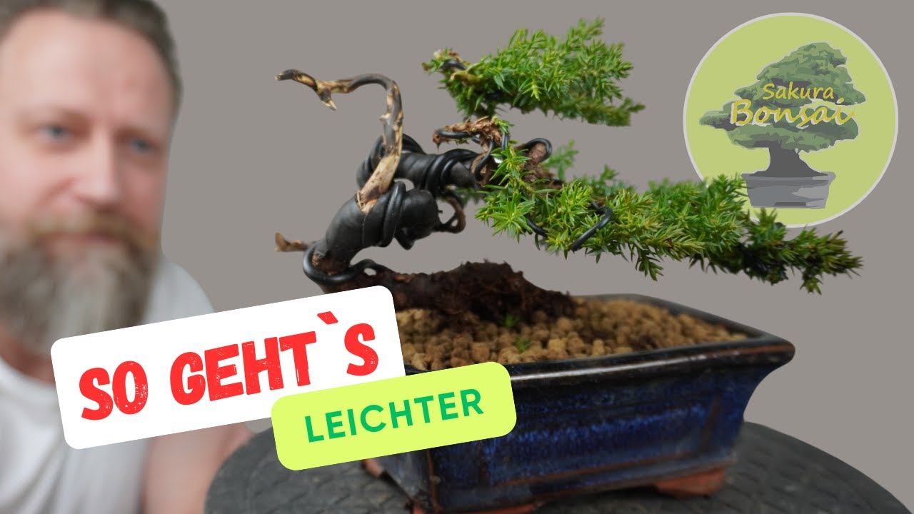 Bonsai-Anleitung | einfach selber machen | so geht`s leichter