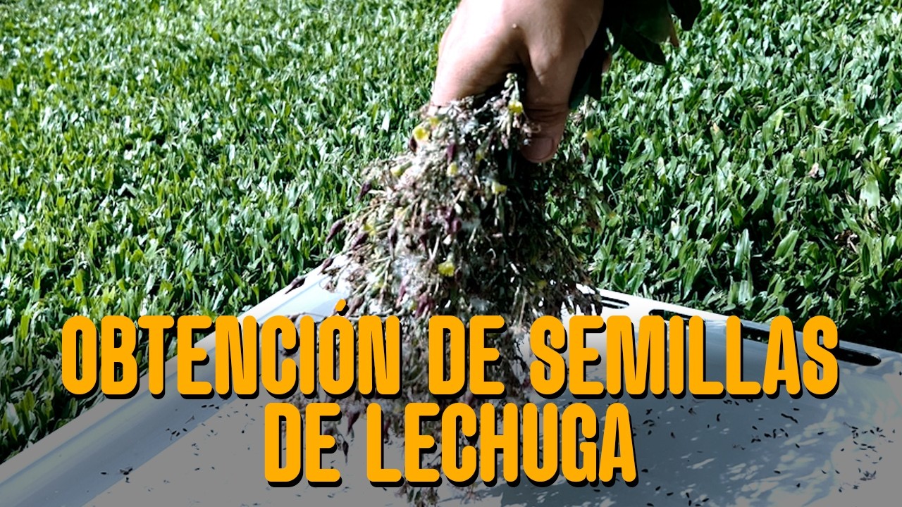 LA HUERTA DE PIPO - Obtención y almacenamiento de semillas de lechuga