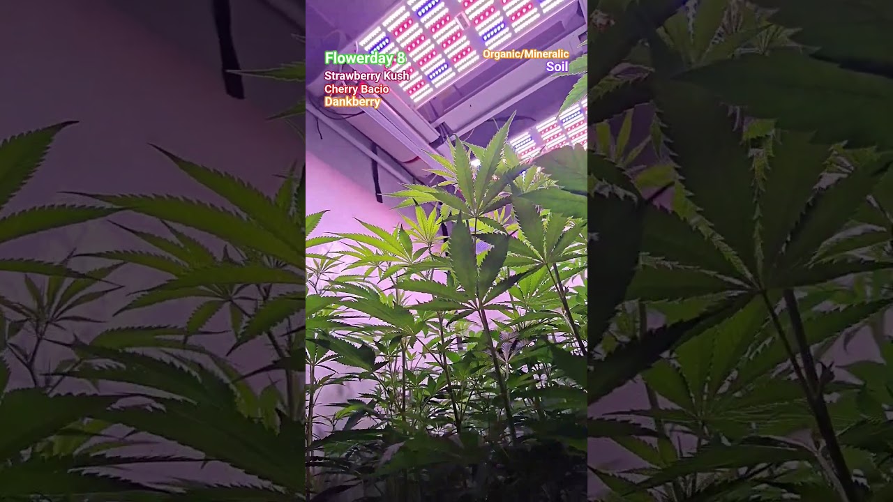 Flowerday 8 - Dankberry, Strawberry Kush, Cherry Bacio (LED, indoor, grow)
