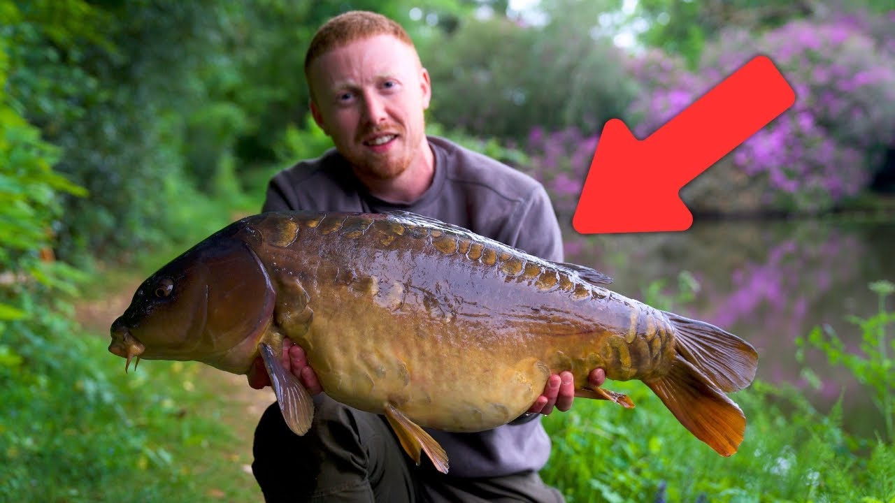 The Forest Lake Carp Are Special...