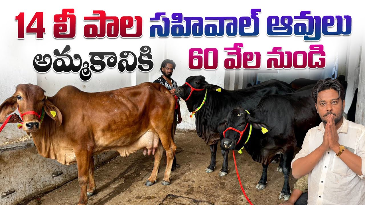 కపిల 14 లీ పాల సహివాల్ ఆవులు 60 వేల నుండి అమ్మకానికి || Kapila Sahiwal Cows In Hyderabad 