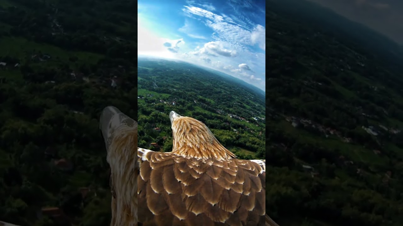 research attaching a camera to an eagle and releasing it into the wild