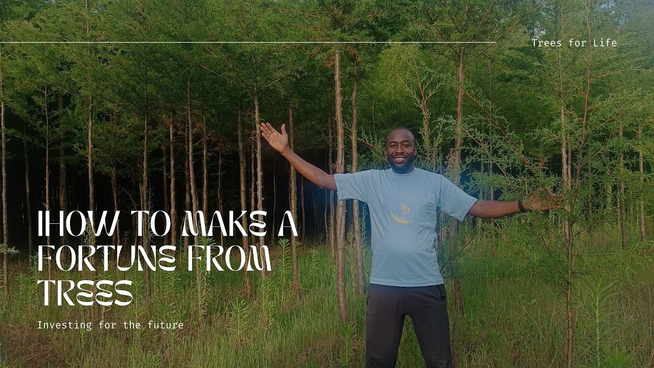 How to make KES 18 Million in 2 acres from tree farming_Bee Farming