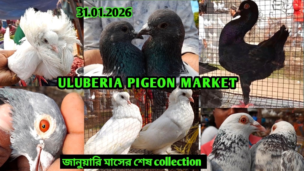 Recent pigeon price update at Uluberia Pigeon market on 31.01.26 | cheapest Pigeon market in kolkata