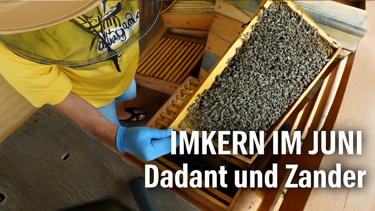 Imkern im Juni: Freude mit Dadant & Zander &ndash; so sch&ouml;n l&auml;uft's in beiden Beuten