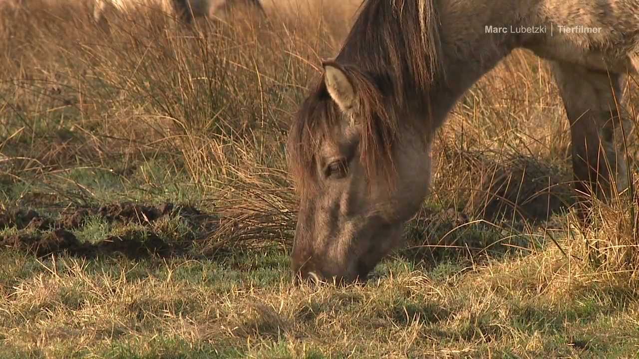 Das erste Konik Fohlen - HD -