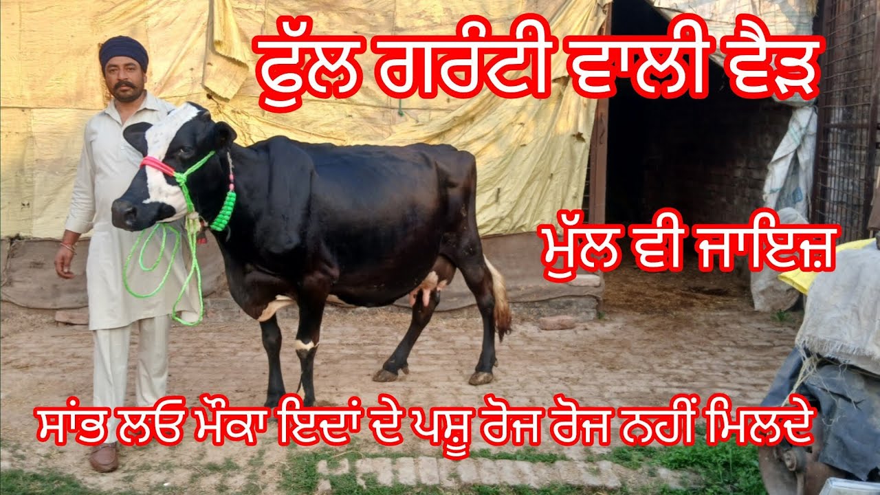 16 February 2026 ਸਾਫ ਸੁਥਰੇ ਪਸ਼ੂਆਂ ਦਾ ਅੱਡਾ ਸ਼ੌਕੀਨ ਵੈੜ ਜਾਇਜ ਮੁੱਲ ਪਹਿਲੇ ਫੋਨ ਤੇ ਵਿਕਣ ਵਾਲੀ /cow for sale 