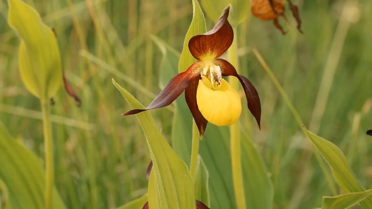 Brilliant British Botany