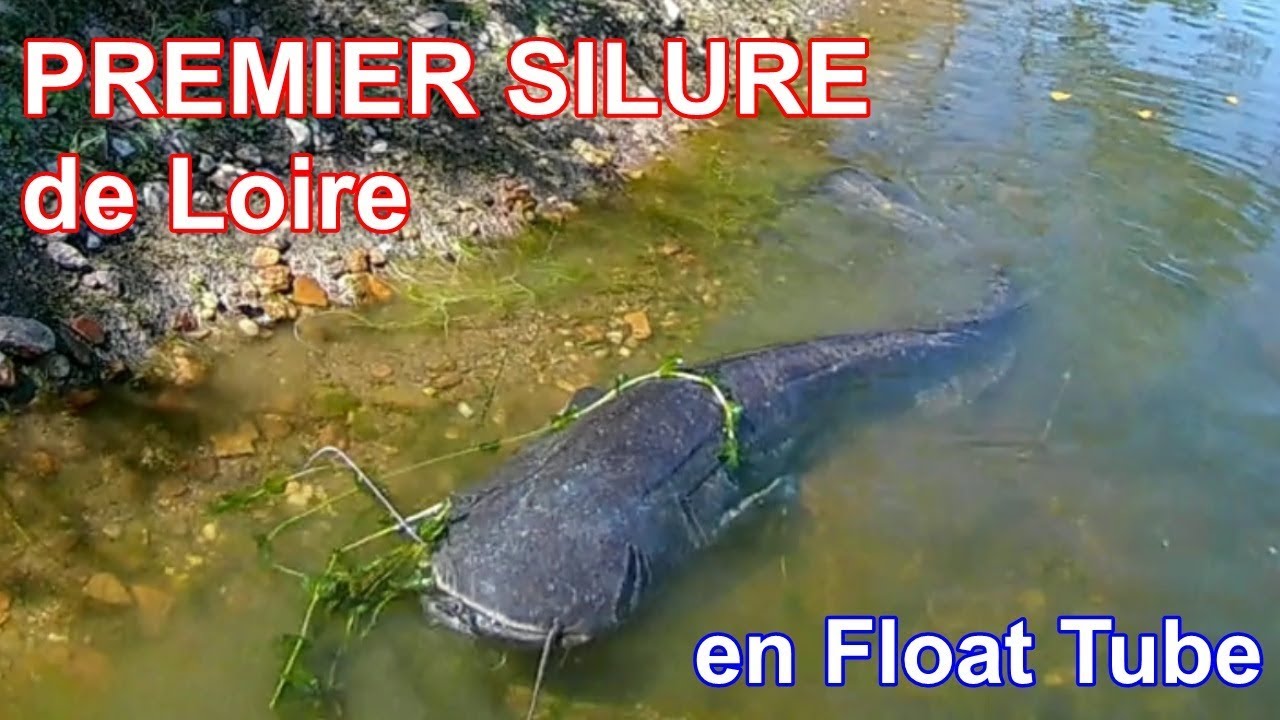 SILURE DE LOIRE EN FLOAT TUBE j'ai ma revanche