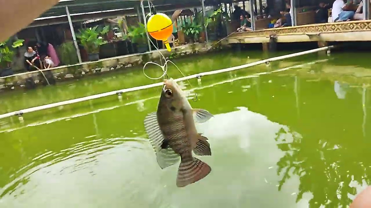 PAKAI SENAR KECIL IKAN CEPAT MAKAN