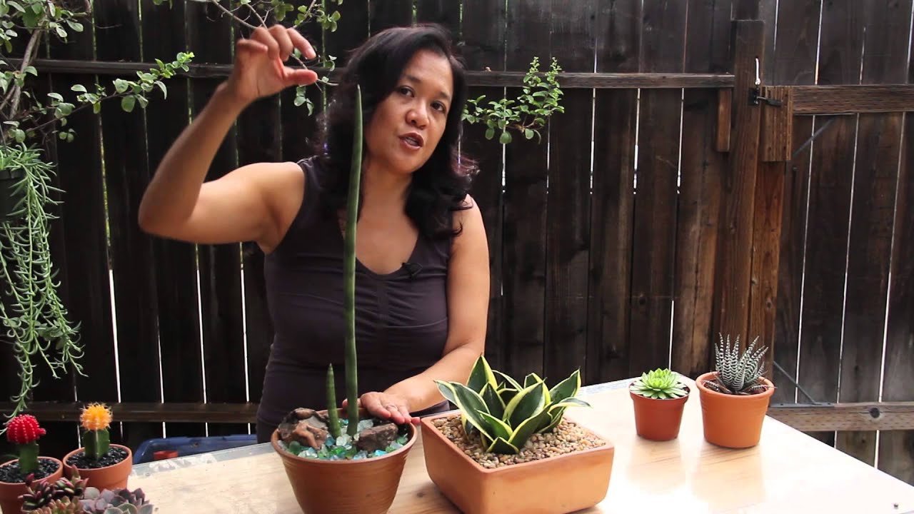 Popular Indoor Succulents