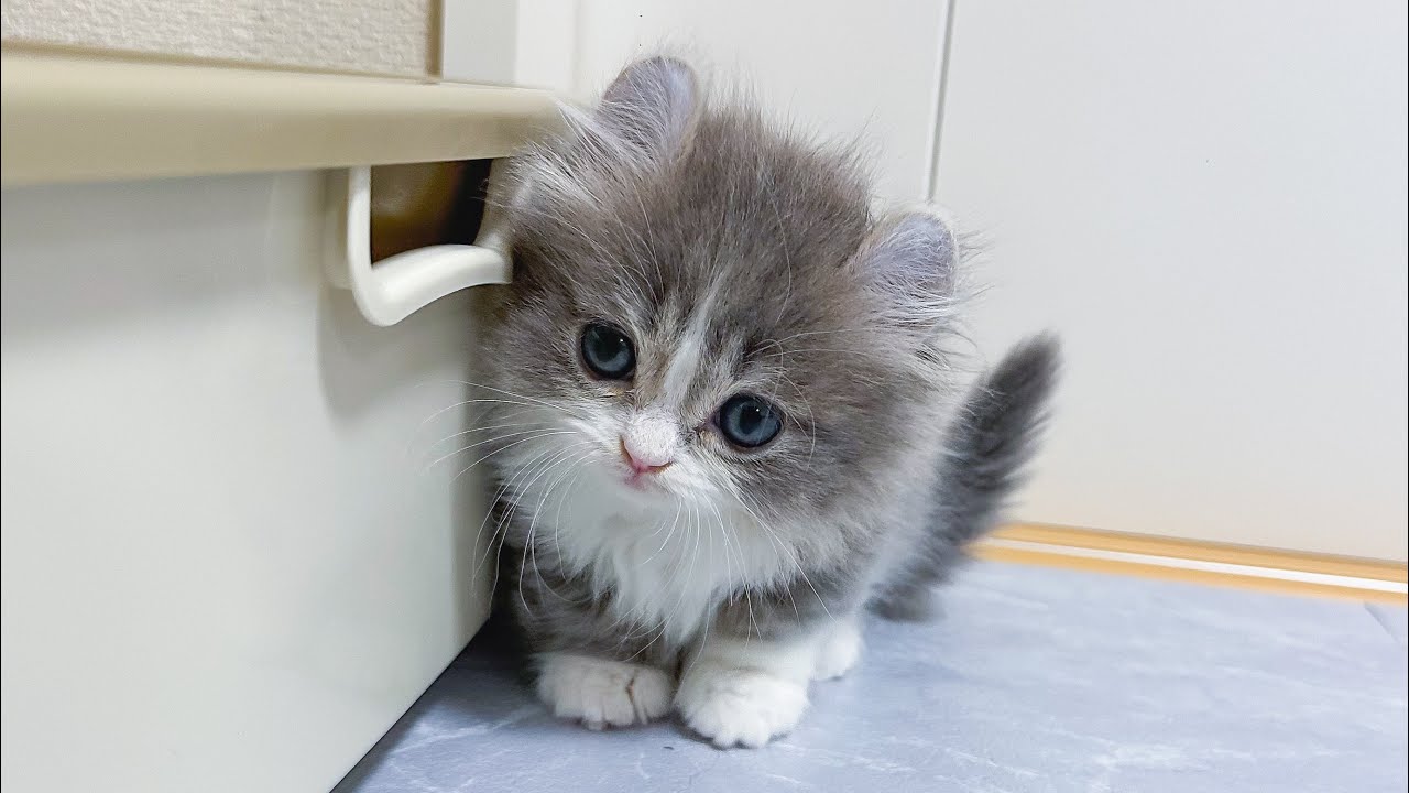 【お迎え初日】生後2ヶ月の子猫が可愛すぎるwwwwww