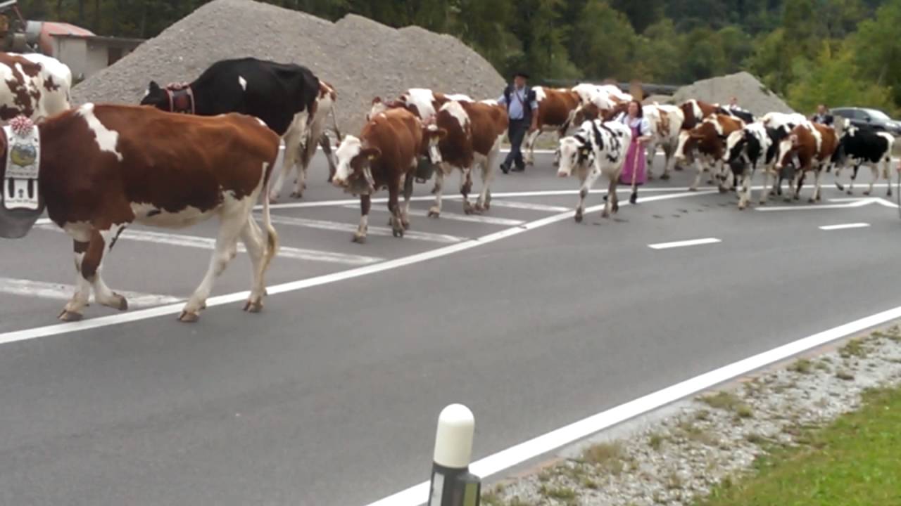 Cows "Desalpe" in L'Étivaz festival