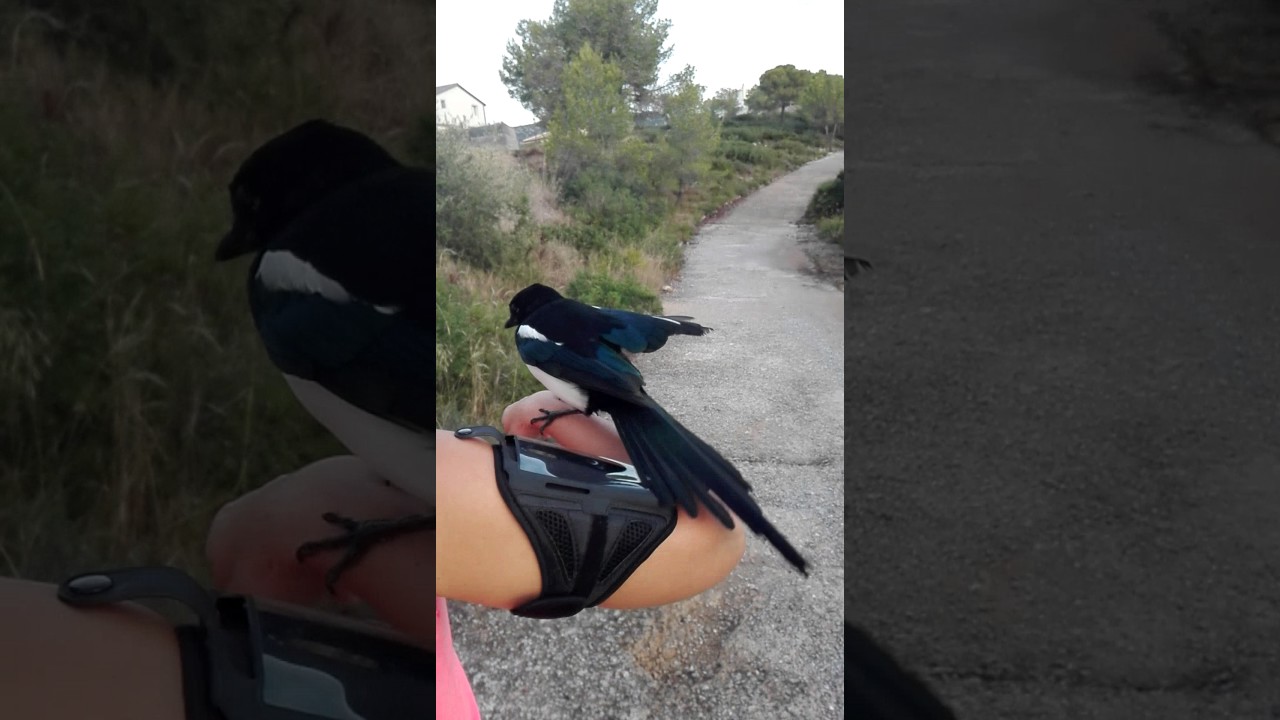 Mi urraca no me abandona