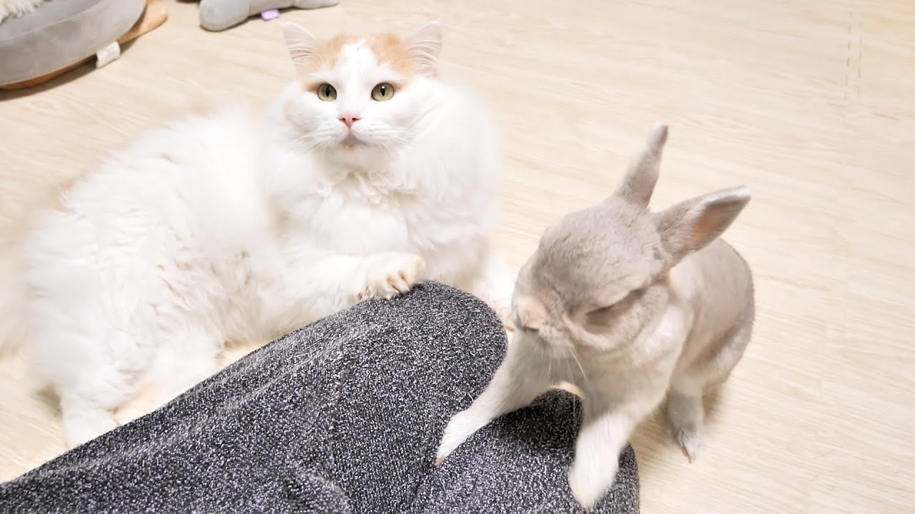 ”はやくなでなでしろ”と迫る猫と、”はやく抱っこしろ”とせがむウサギ