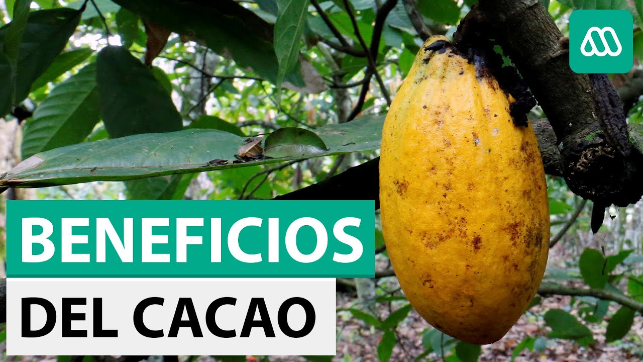 Los múltiples beneficios del cacao