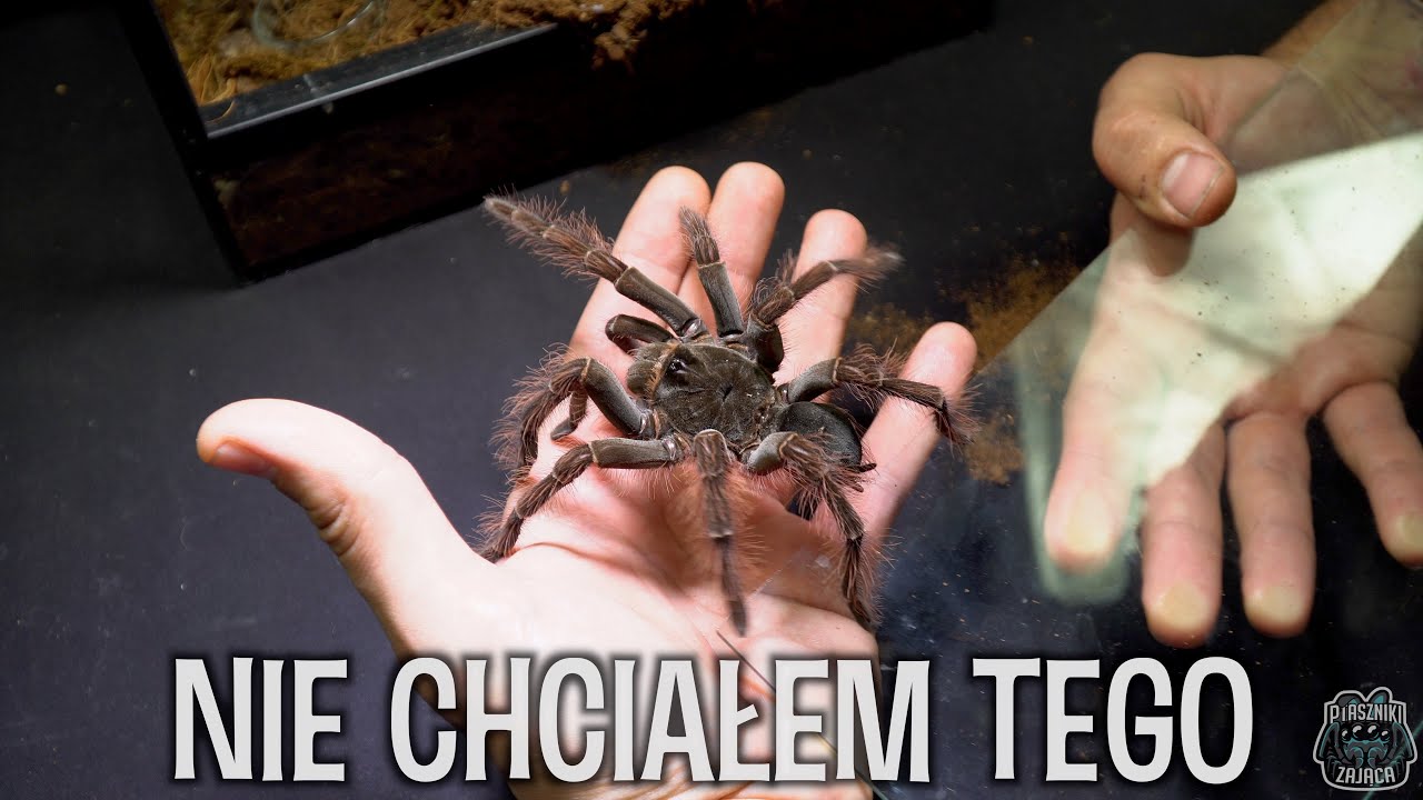 Theraphosa blondi staje się potworem 😍 Ptasznik goliat i Xenesthis